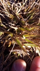 Eragrostis lateritica
