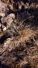 Eragrostis lateritica