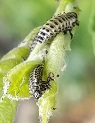 Chrysomela vigintipunctata