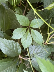 Parthenocissus inserta