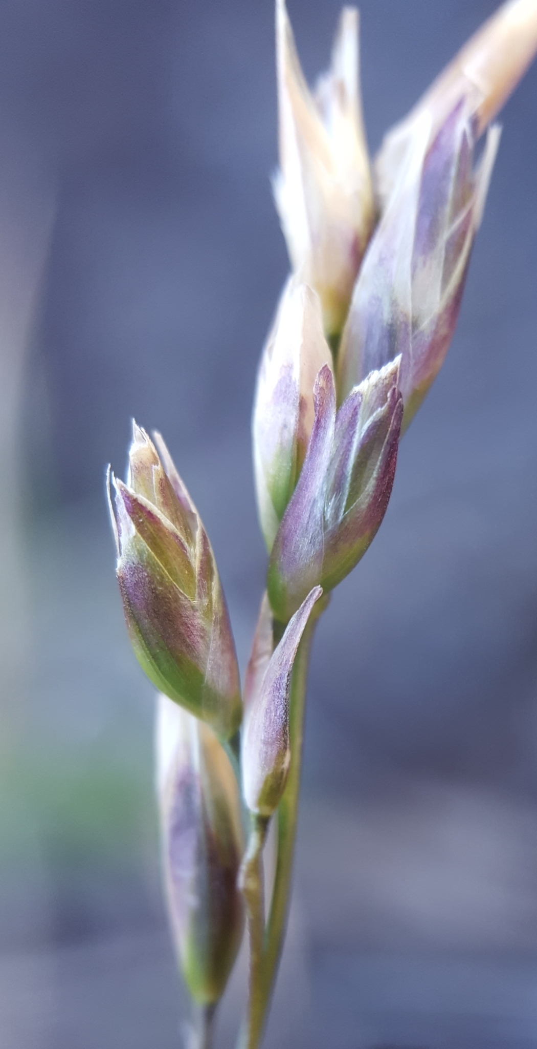 (c) François Rousseu, certains droits réservés (CC BY-NC) https://www.inaturalist.org/observations/124104482