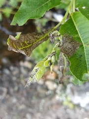 Chrysomela vigintipunctata