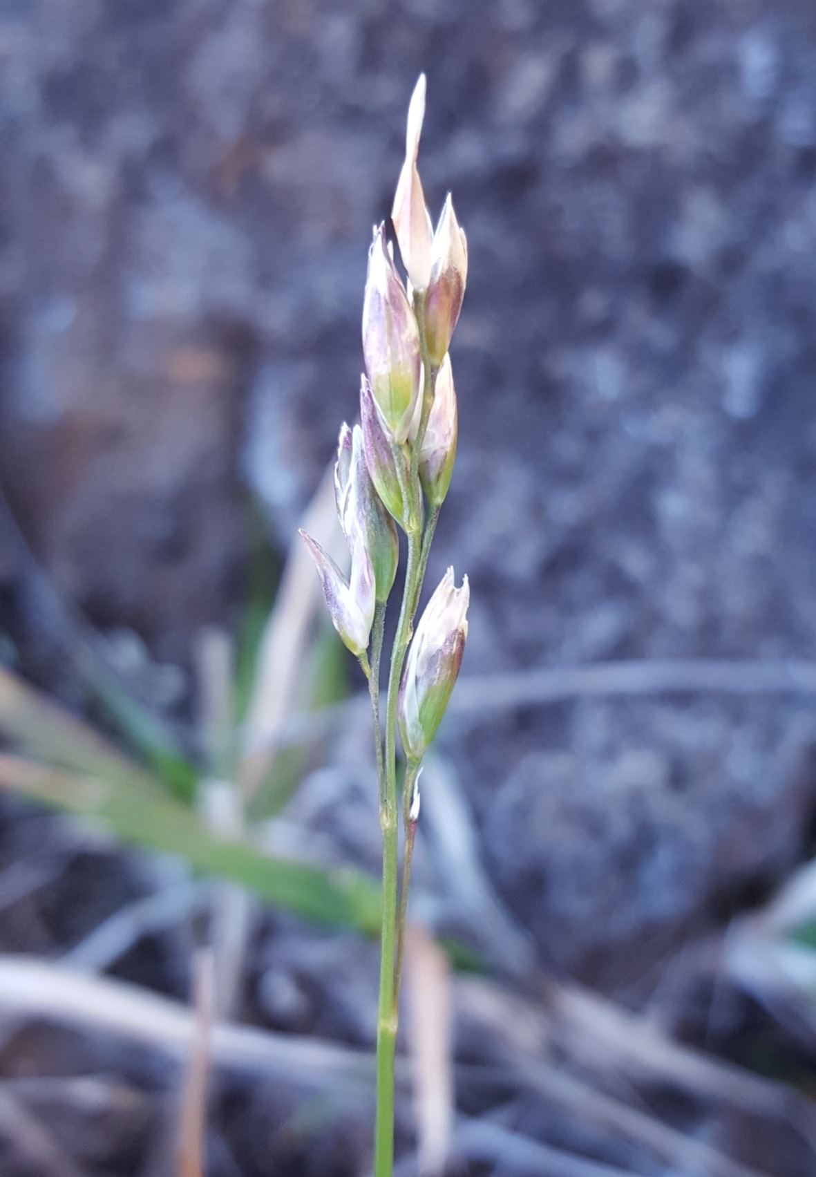 (c) François Rousseu, certains droits réservés (CC BY-NC) https://www.inaturalist.org/observations/124104482