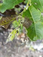 Chrysomela vigintipunctata