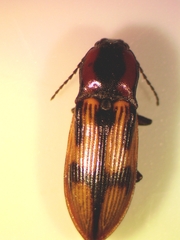 Selatosomus pulcher