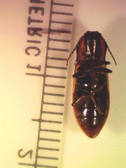 Selatosomus pulcher