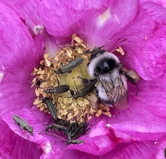 Bombus patagiatus
