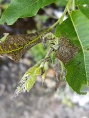 Chrysomela vigintipunctata