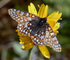 Euphydryas editha hutchinsi