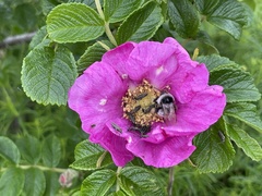 Bombus patagiatus