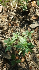 Amaranthus polygonoides