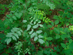 Erysiphe pseudacaciae