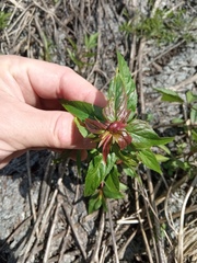 Epilobium pseudorubescens