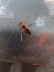 Rocconota annulicornis