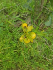 Tacca leontopetaloides