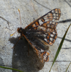 Euphydryas editha hutchinsi