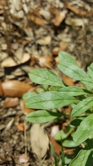Amaranthus polygonoides