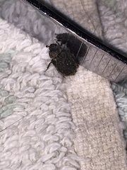 Thanatophilus lapponicus