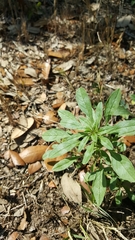 Amaranthus polygonoides