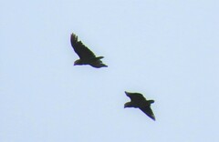 Amazona autumnalis