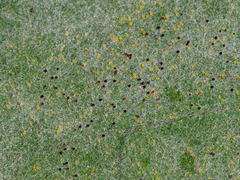 Erysiphe pseudacaciae