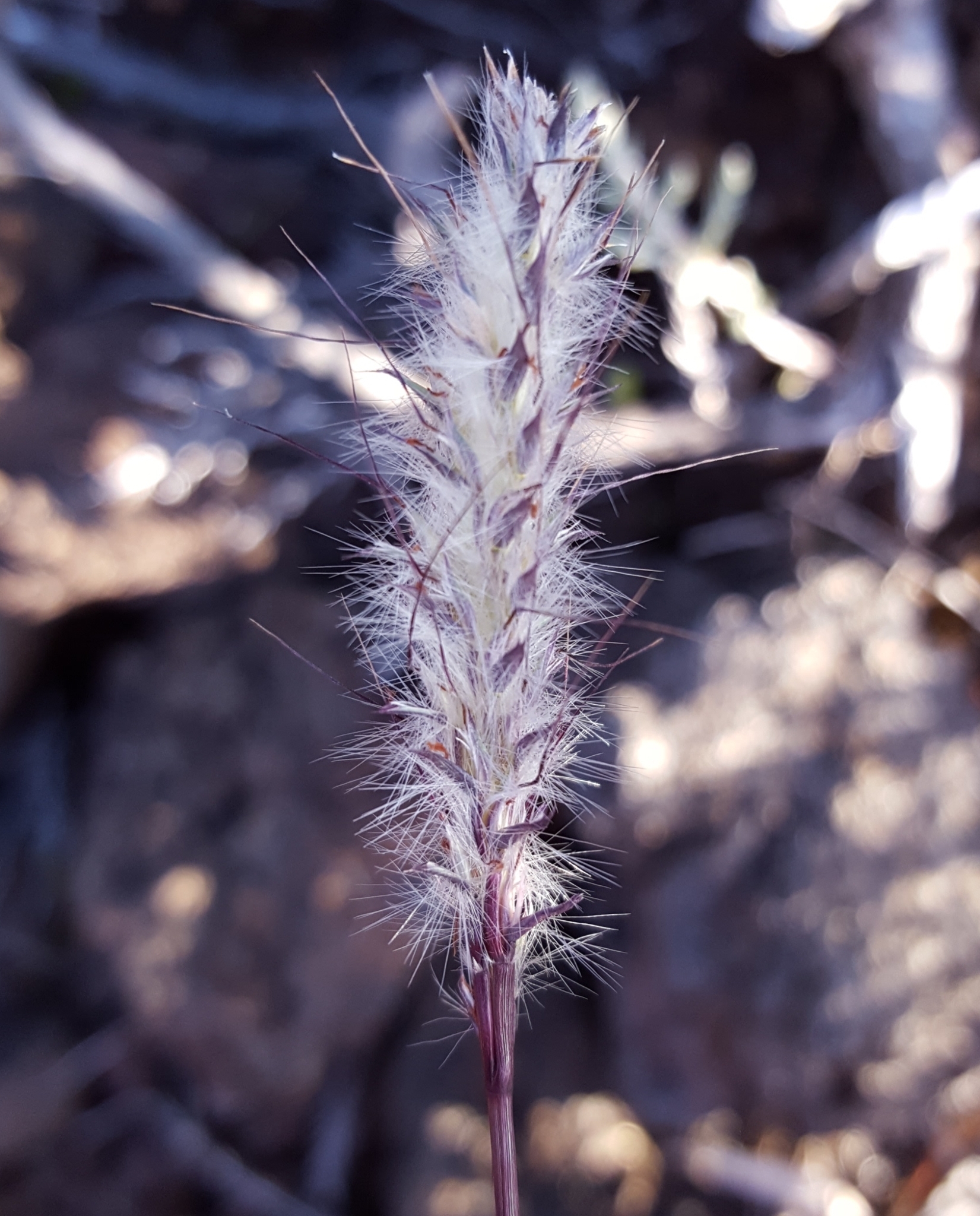 (c) François Rousseu, certains droits réservés (CC BY-NC) https://www.inaturalist.org/observations/124104766