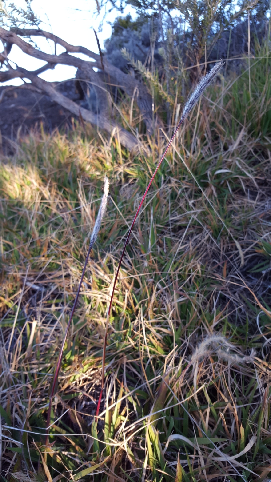 (c) François Rousseu, certains droits réservés (CC BY-NC) https://www.inaturalist.org/observations/124104766