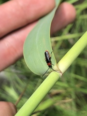 Silis ruficollis