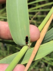 Silis ruficollis