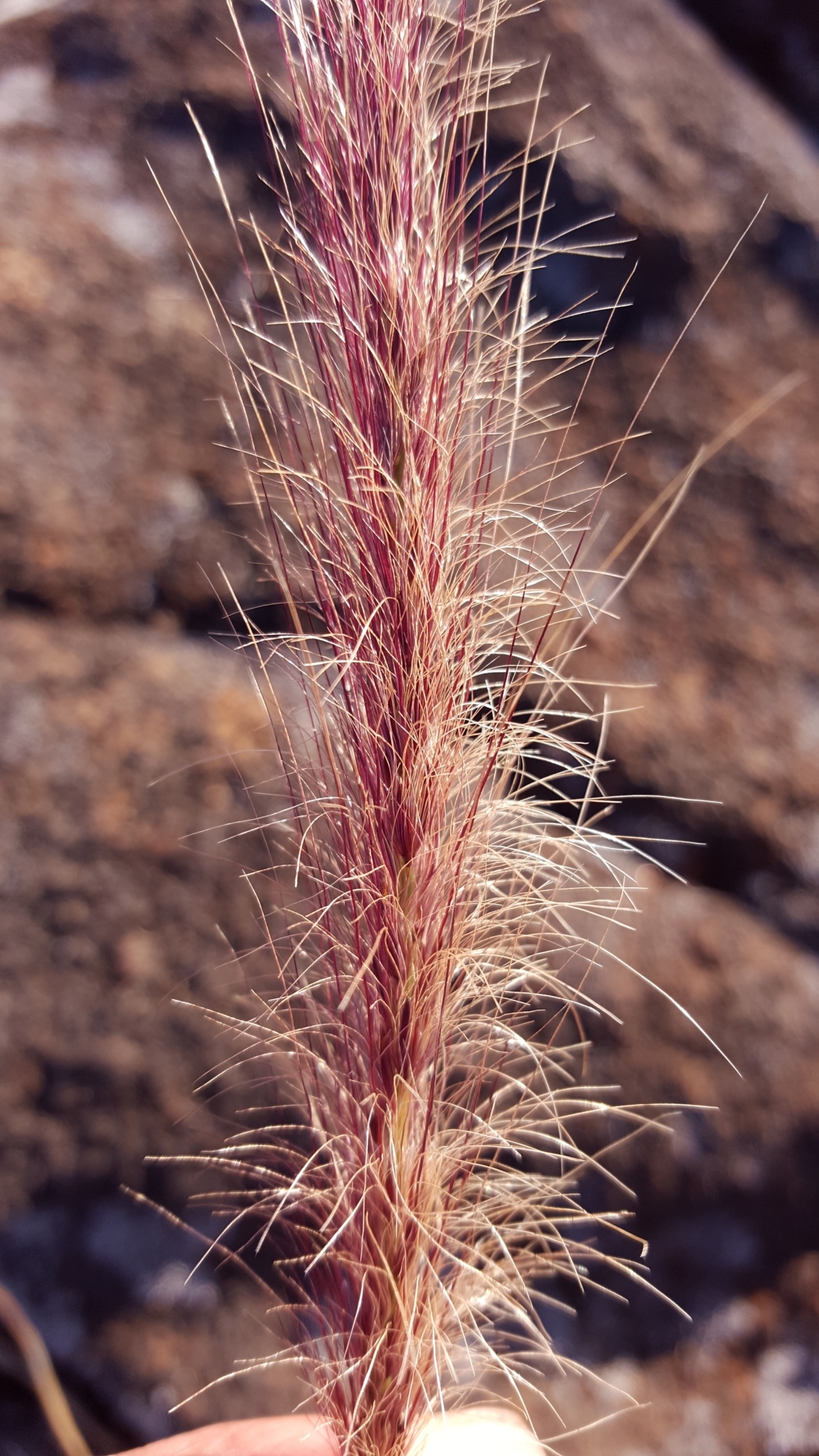 (c) François Rousseu, certains droits réservés (CC BY-NC) https://www.inaturalist.org/observations/124104871