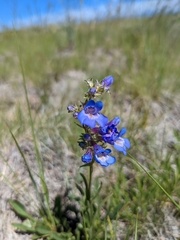 Penstemon aridus