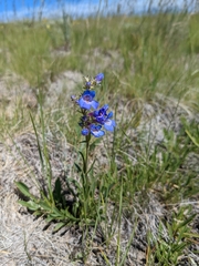 Penstemon aridus
