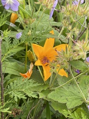 Hemerocallis middendorffii
