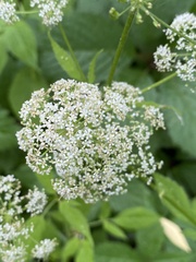 Aegopodium podagraria