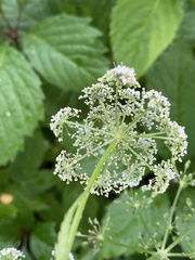 Aegopodium podagraria