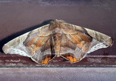 Episparis tortuosalis