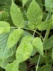 Aegopodium podagraria