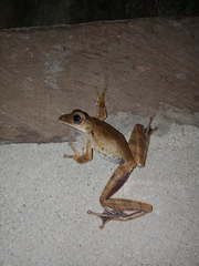 Polypedates iskandari