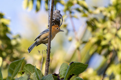 Herpsilochmus longirostris