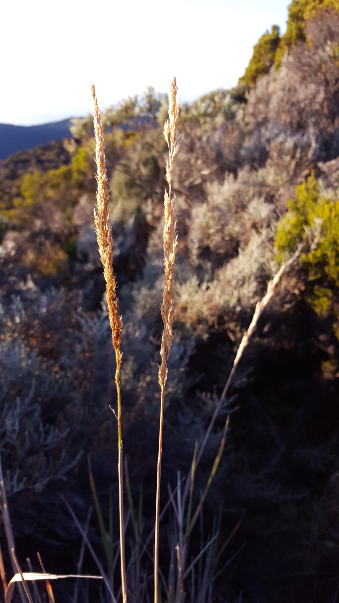(c) François Rousseu, certains droits réservés (CC BY-NC) https://www.inaturalist.org/observations/124105375