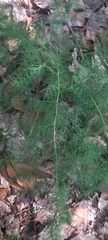 Asparagus tenuifolius