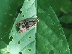 Olethreutes nigranum