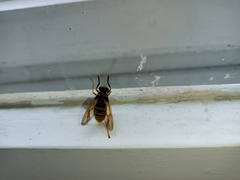 Temnostoma vespiforme