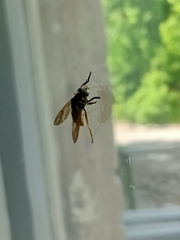 Temnostoma vespiforme