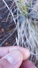 Festuca borbonica