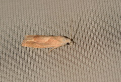 Eucosma conterminana