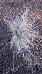 Festuca borbonica