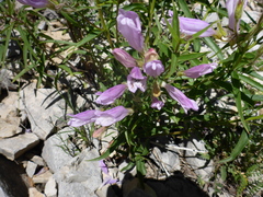 Penstemon lyallii