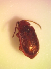 Tricholochmaea kalmiae