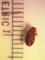 Tricholochmaea kalmiae